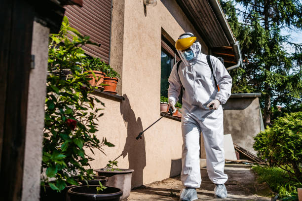 Best Rat Extermination Near Me  in Mount Jackson, VA