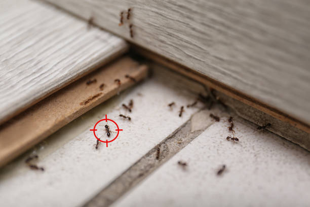 Best Residential Pest Control  in Mount Jackson, VA