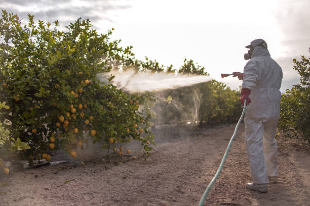 Best Affordable Pest Control Services  in Mount Jackson, VA