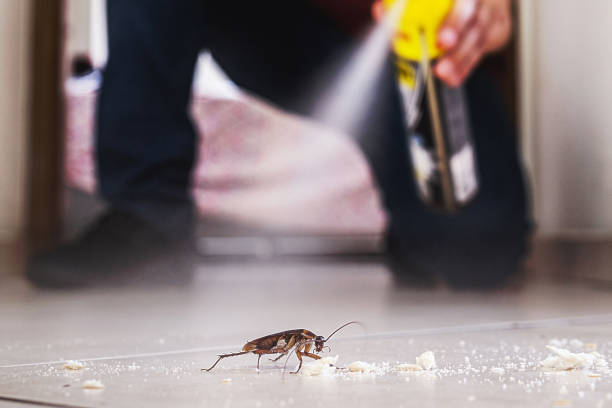 Best Ant Control Services  in Mount Jackson, VA